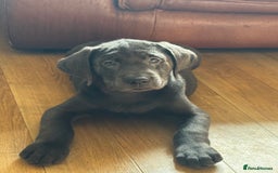 Labrador Retriever dogs for sale: 🩶 Silver & Charcoal Labrador Puppies - Image 4