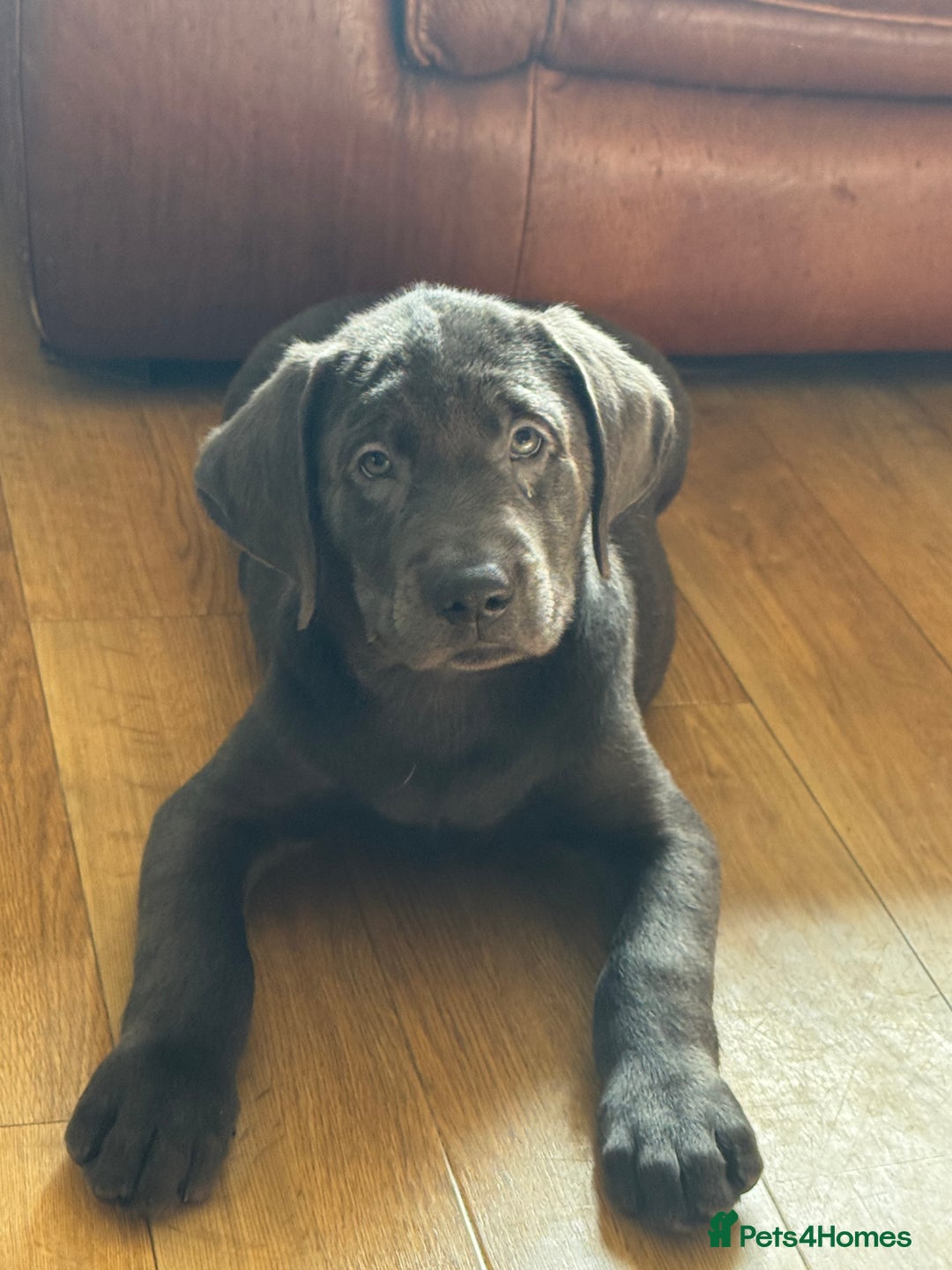 Labrador Retriever dogs for sale: 🩶 Silver & Charcoal Labrador Puppies - Image 4