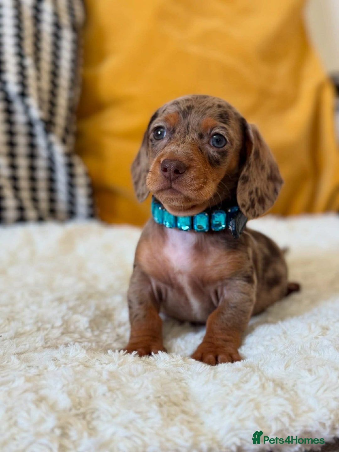 Dachshund dogs for sale: Miniature Dachshund Puppies - Advert 2