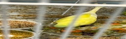 Budgerigars birds for sale: Bonded pair of beautiful yellow budgies  - Advert 9