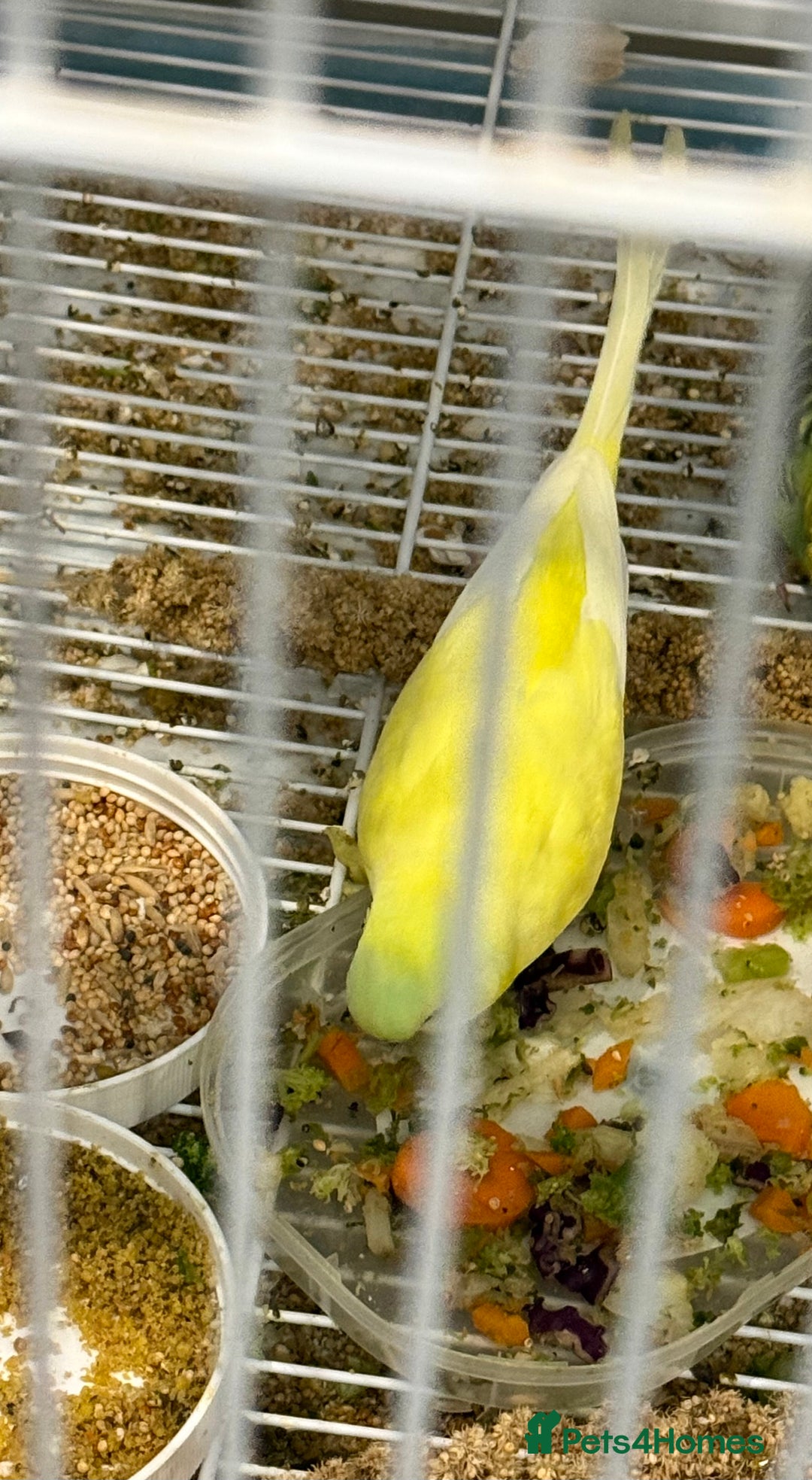 Budgerigars birds for sale: Bonded pair of beautiful yellow budgies  - Advert 9