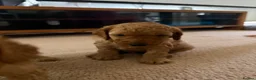 Cockapoo dogs for sale: 🐾 3 Gorgeous Male F1B Apricot Cockapoo Puppies 🐾 in Bournemouth - Advert 9