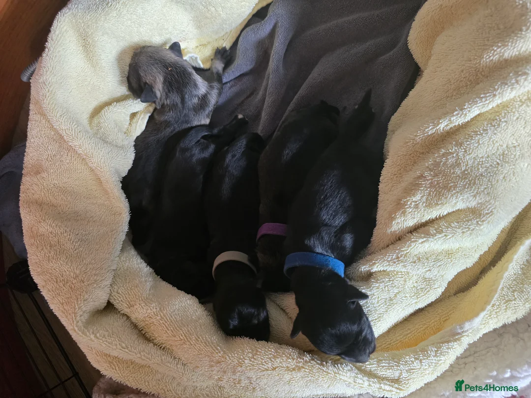 Miniature Schnauzer dogs for sale: Miniture Schnauzer's  - Advert 3