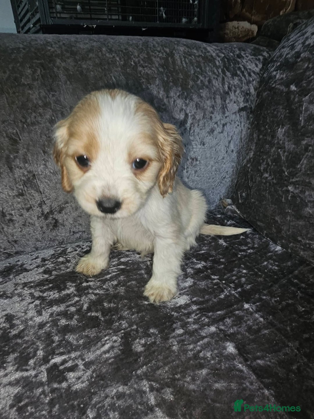 Mixed Breed dogs for sale: caverpoo cocker cross puppies 5 puppys - Advert 7