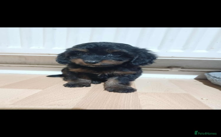 Cockapoo dogs - Advert 1