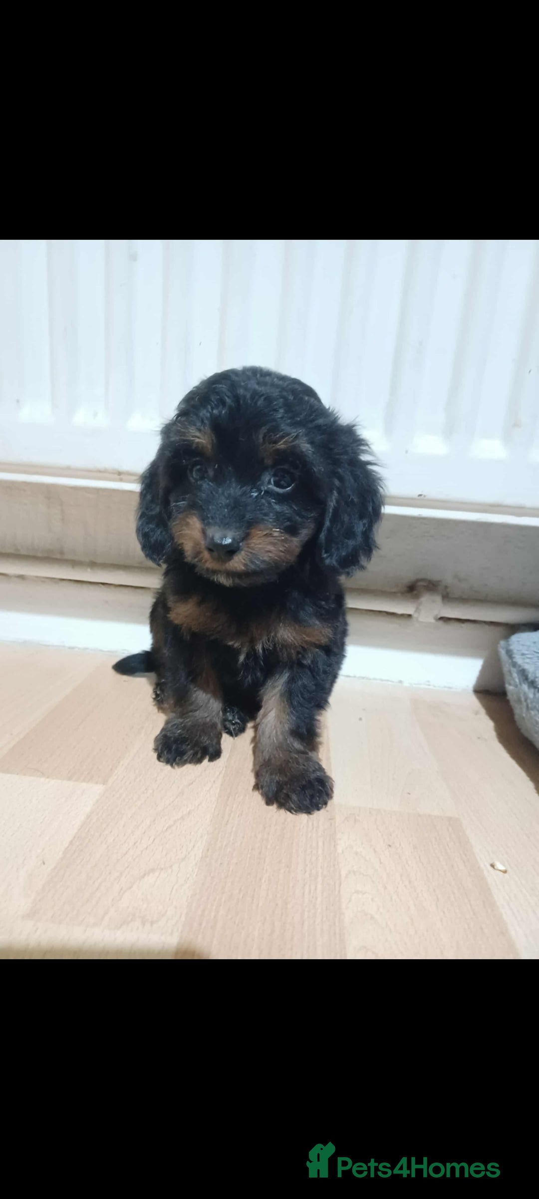 Cockapoo dogs for sale: Beutifull cockapoos  - Image 7