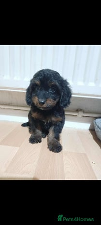 Cockapoo dogs - Advert 1