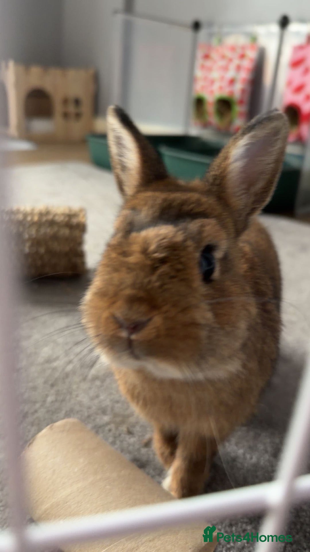 Netherland Dwarf rabbits Otto the dwarf bunny! - Advert 1