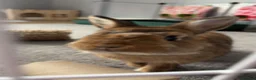 Netherland Dwarf rabbits for sale: Otto the dwarf bunny! - Advert 1