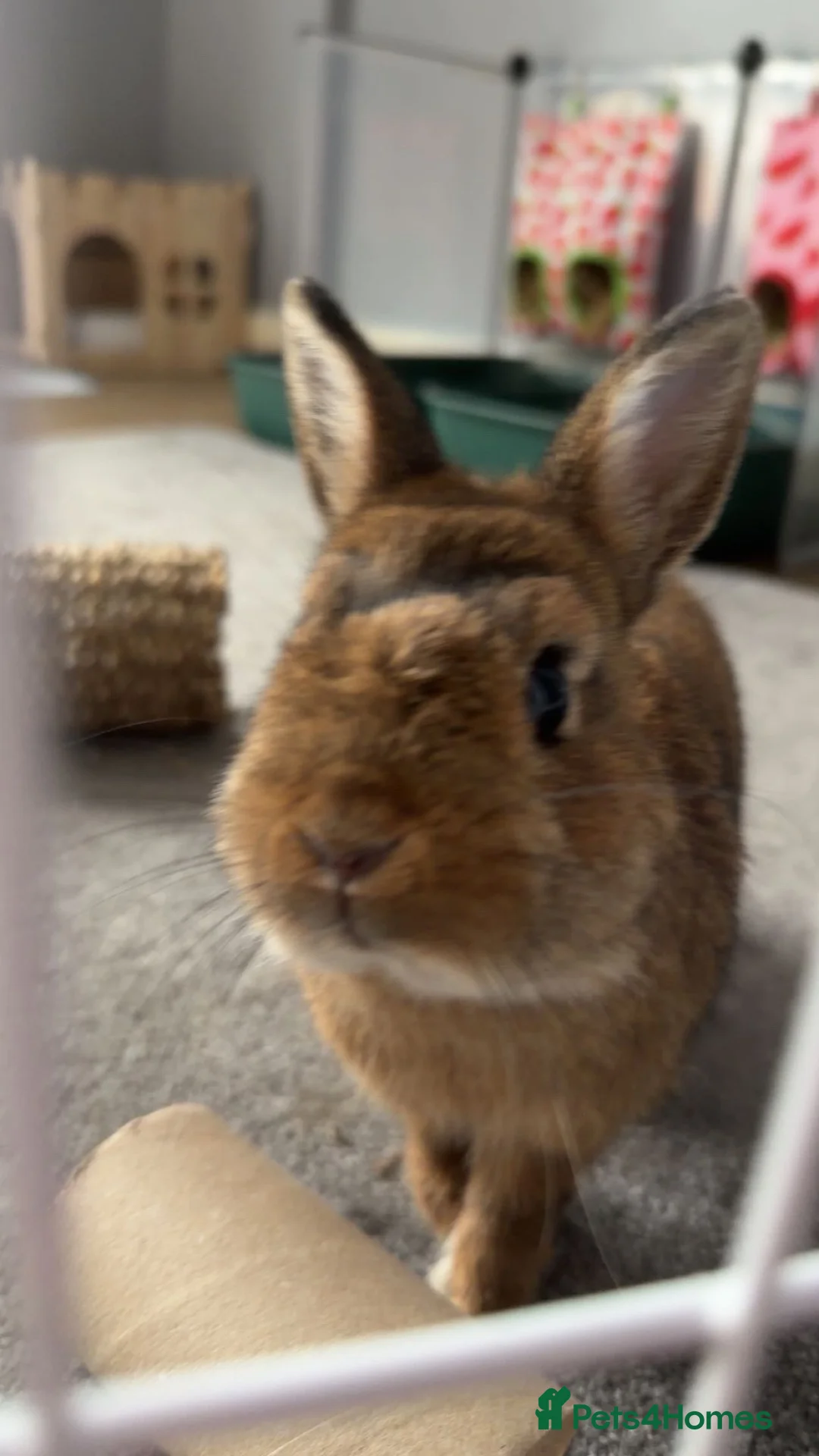 Netherland Dwarf rabbits for sale: Otto the dwarf bunny! - Advert 1
