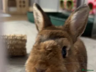 Netherland Dwarf rabbits Otto the dwarf bunny! - Advert 1
