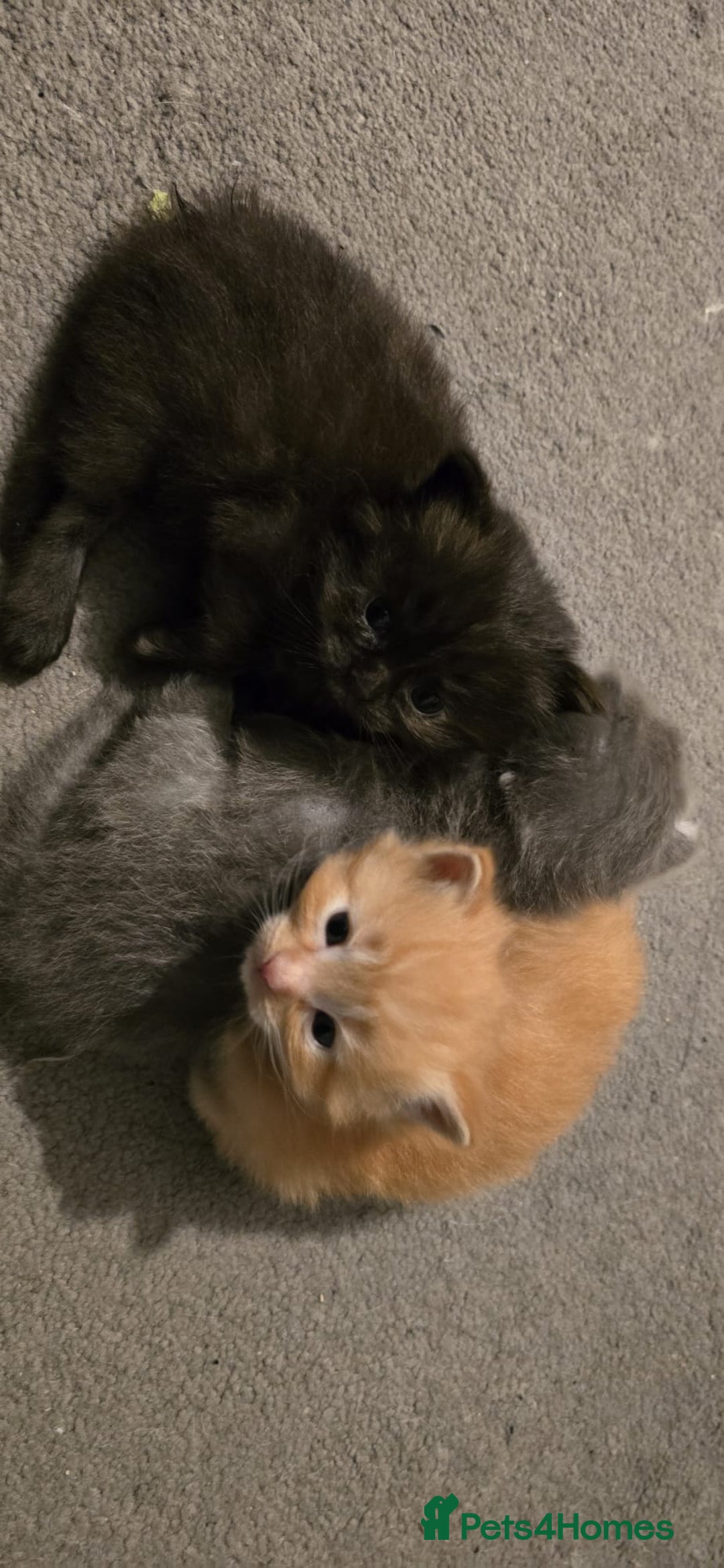 Ragdoll cats for sale: Ragdoll x Siberian mix - Advert 3