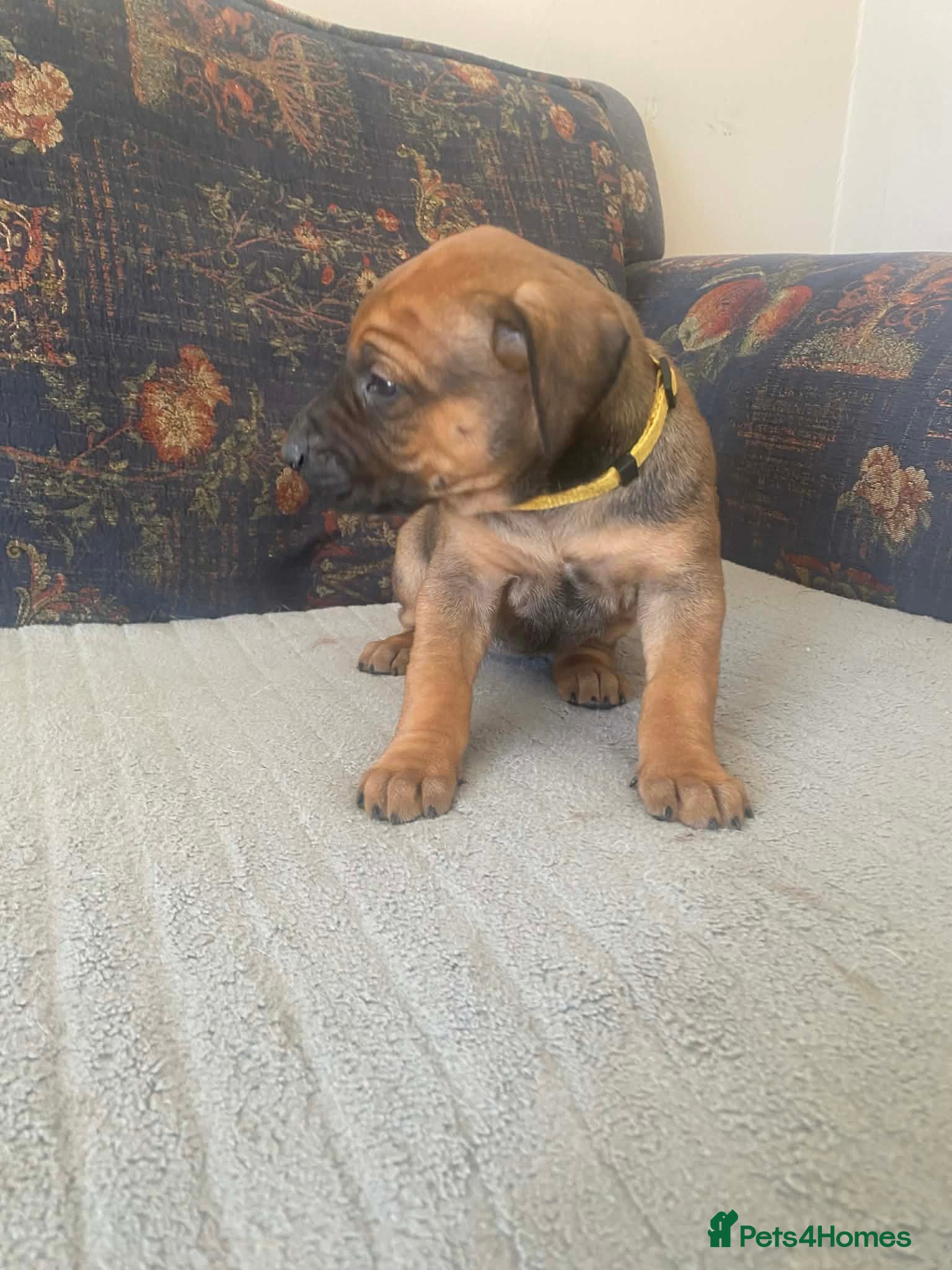 Rhodesian Ridgeback dogs KC reg Ridgeback puppies - Advert 2