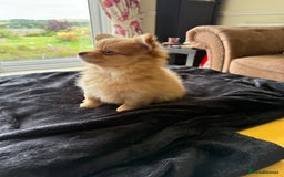 Pomeranian dogs for sale:  Adorable Pomeranian puppies  - Image 11