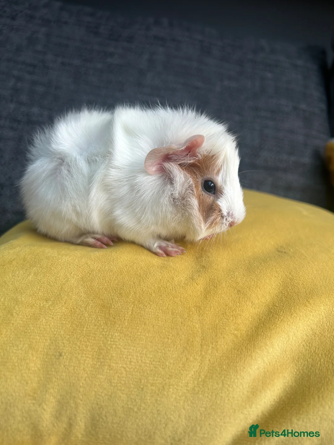 Guinea Pig rodents for sale: We have two litters of guinea pigs - Advert 2