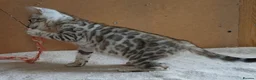 Bengal cats for sale: Gorgeous Bengal Girl Kitten - Advert 7