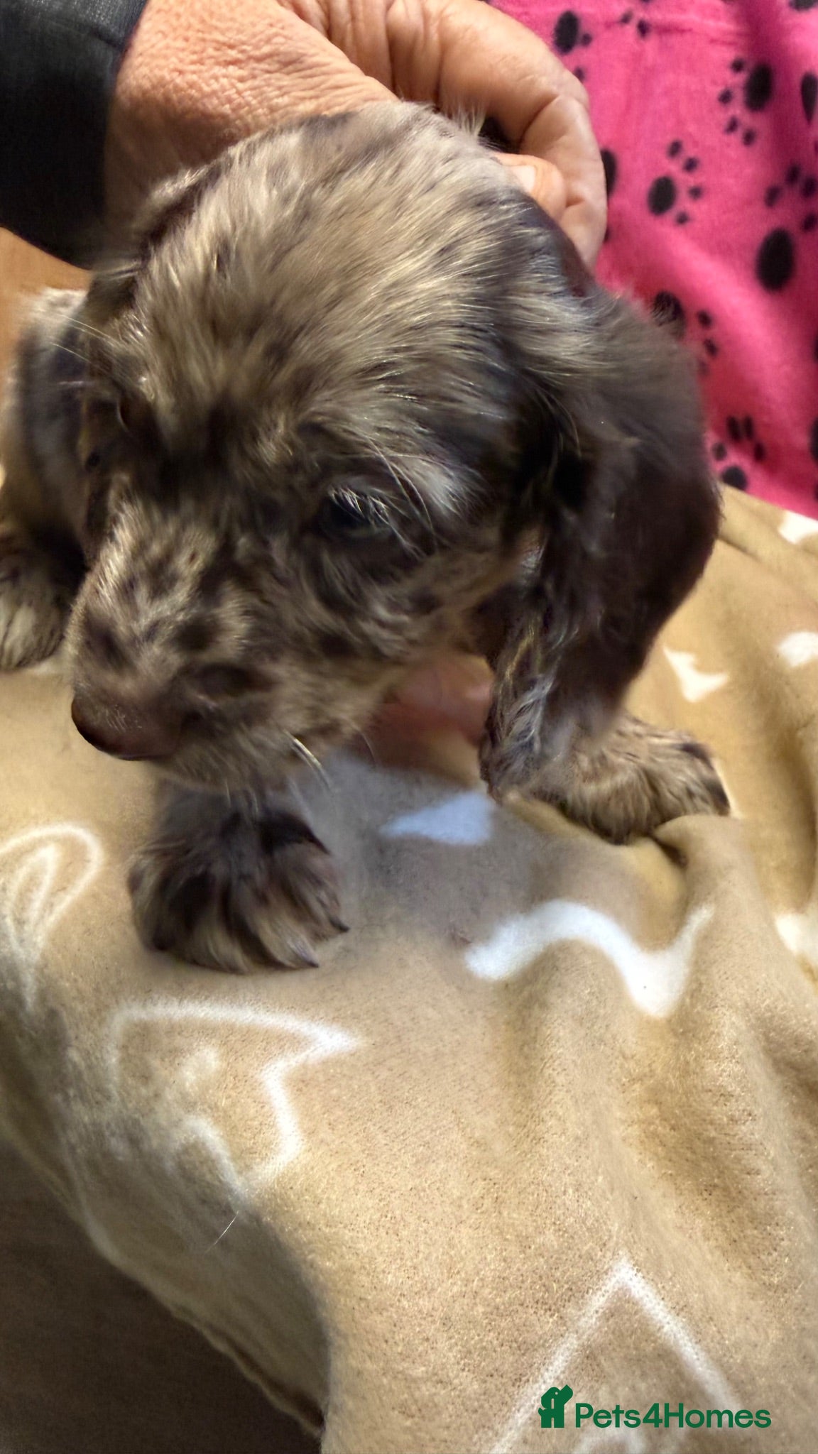 Cocker Spaniel dogs Chocolate merle and family - Advert 1