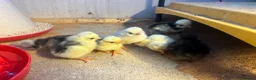 Chickens poultry for sale: Day old polish chicks  - Advert 2