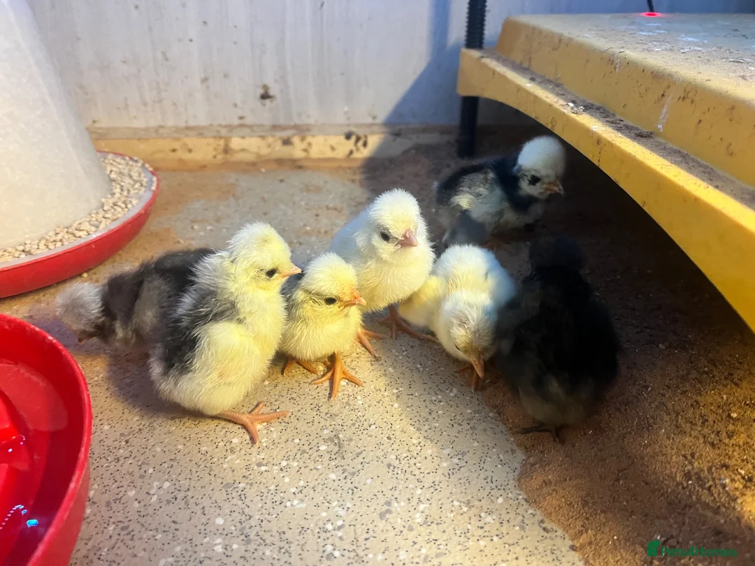 Chickens poultry for sale: Day old polish chicks  - Advert 2
