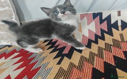Mixed Breed cats for sale: 3 beautiful kittens left for sale!! - Image 10