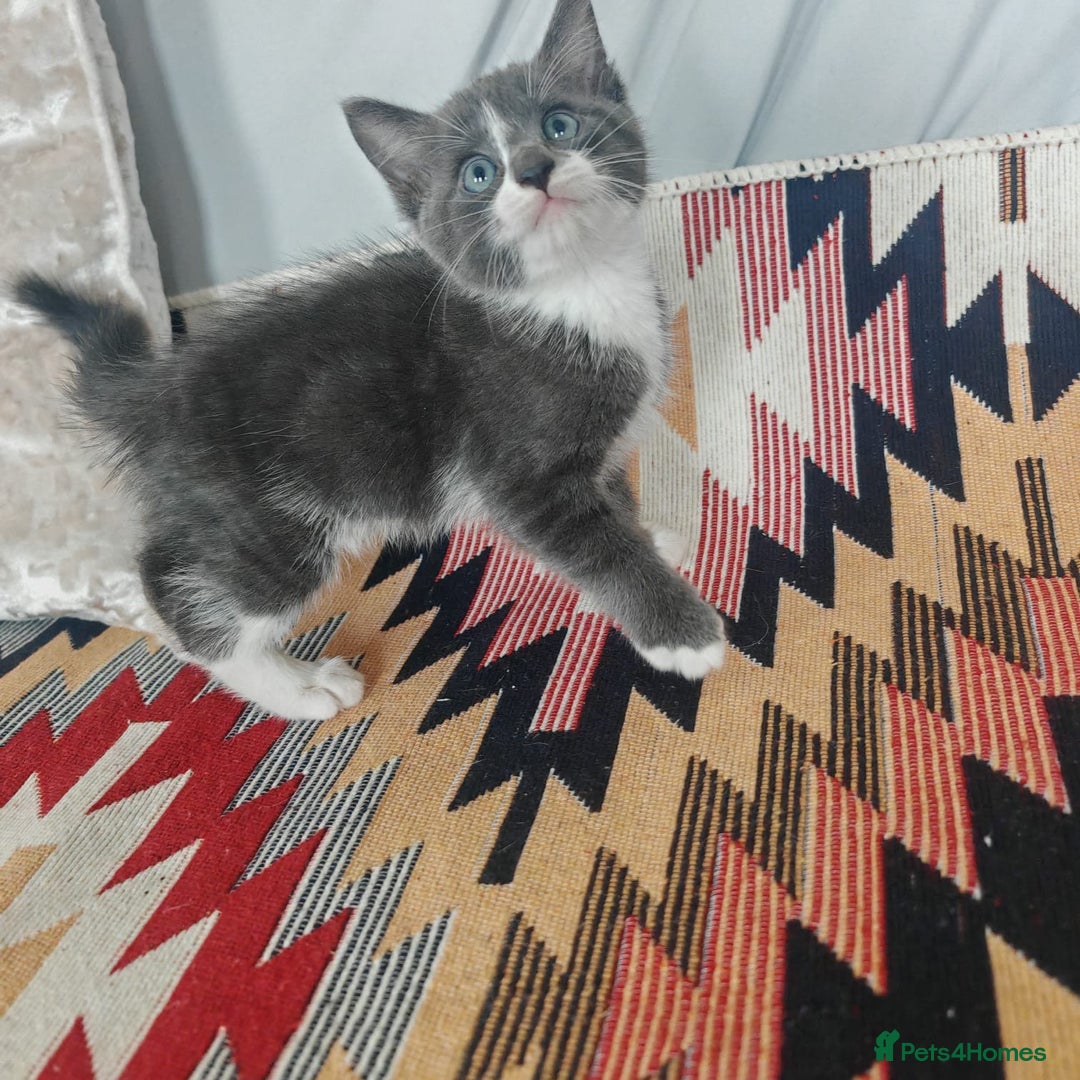 Mixed Breed cats for sale: 3 beautiful kittens left for sale!! - Image 10