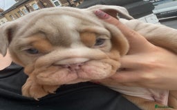 English Bulldog dogs for sale: English bulldog puppies  - Image 21
