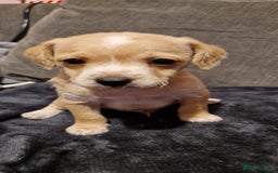 Chipoo dogs for sale: Poodle cross chihuahua puppies  - Advert 10