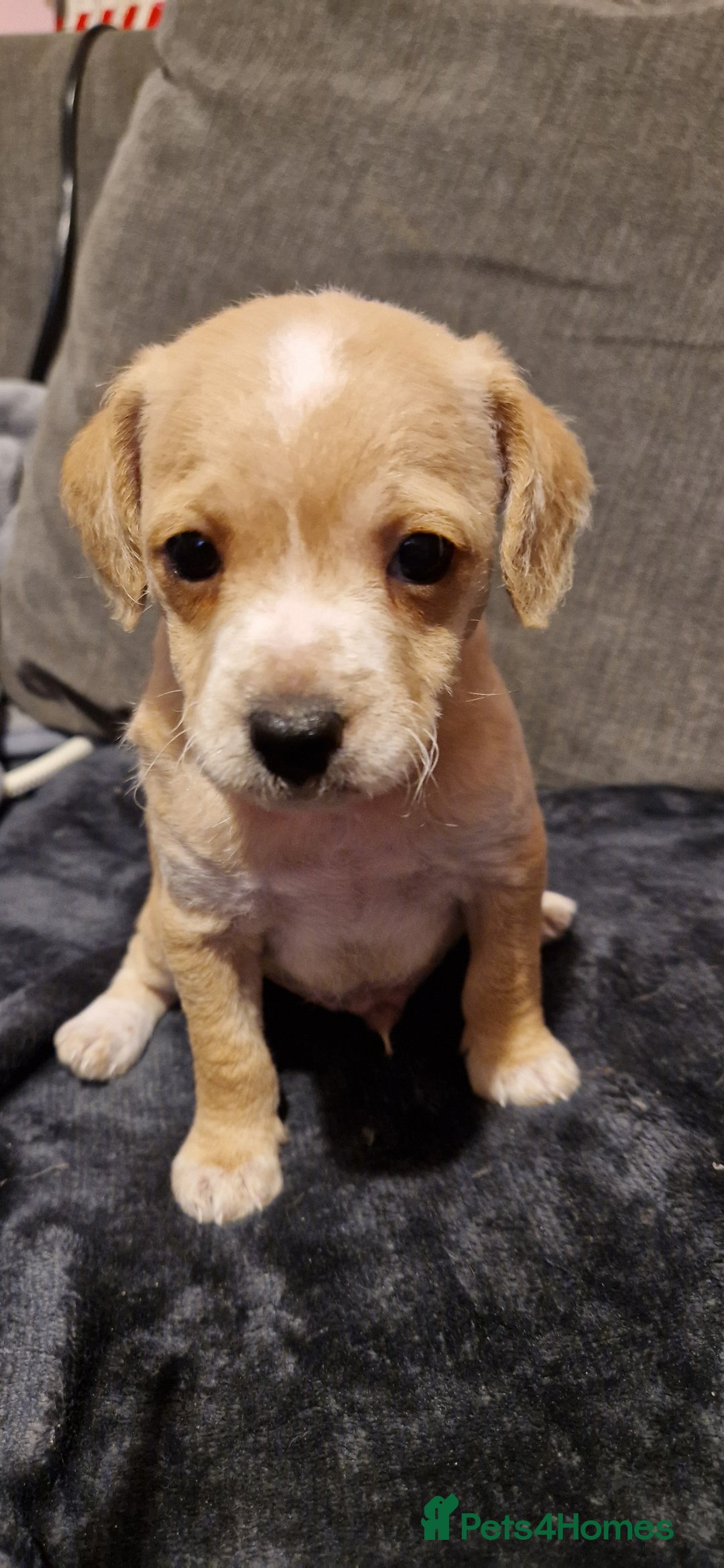 Chipoo dogs for sale: Poodle cross chihuahua puppies  - Advert 10