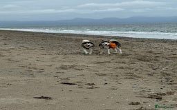 Alaskan Malamute dogs for sale: 8 beautiful Alaskan malamute puppies - Advert 4