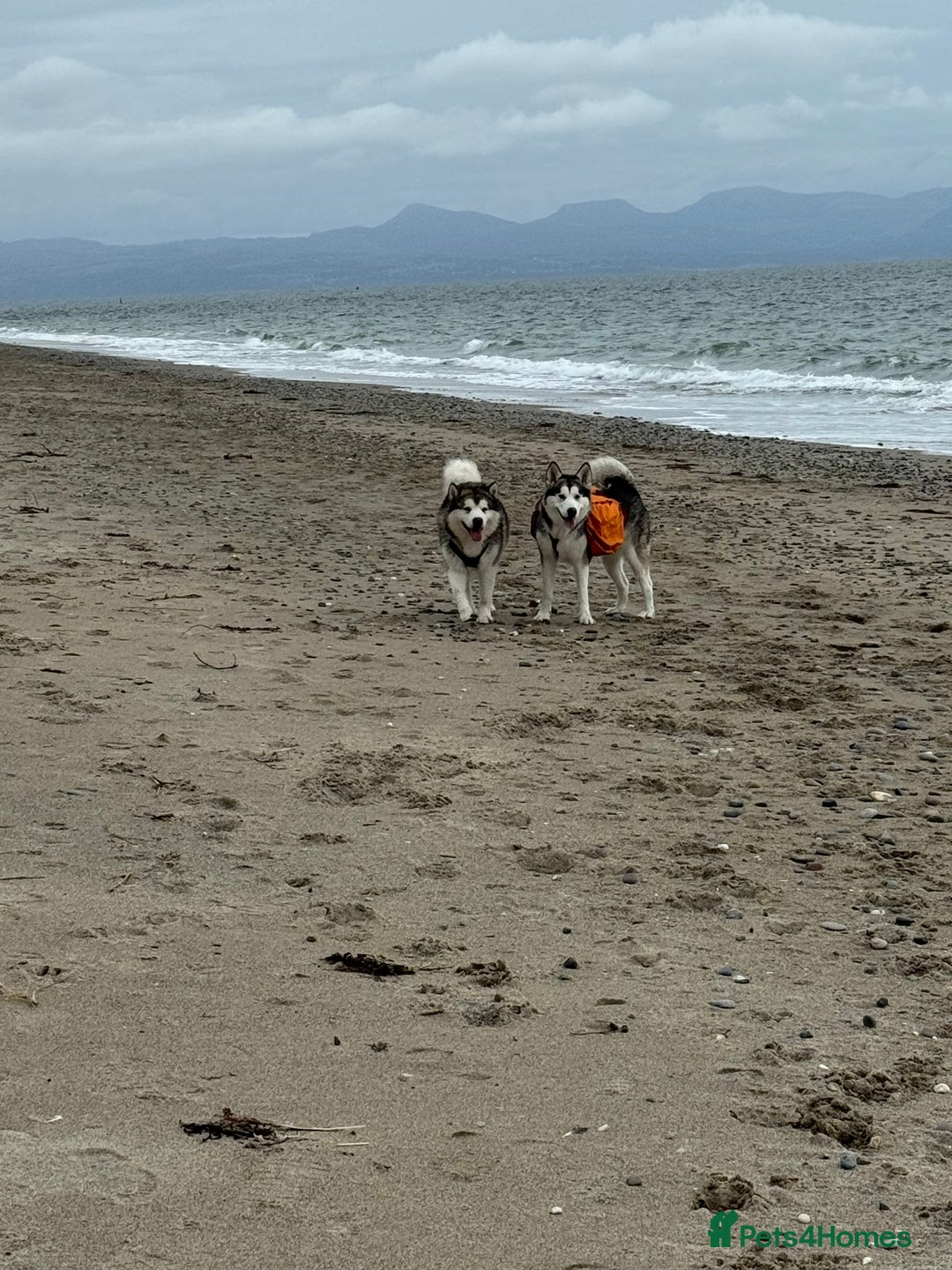 Alaskan Malamute dogs for sale: 8 beautiful Alaskan malamute puppies - Advert 4