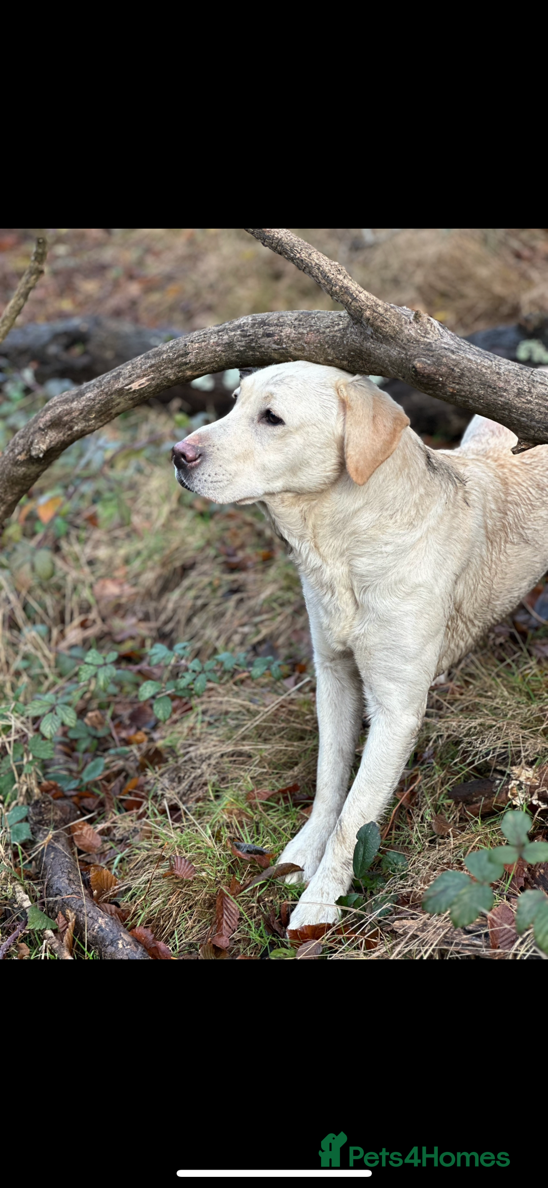Labrador Retriever dogs for sale: 6 gorgeous Labrador puppies  - Advert 9