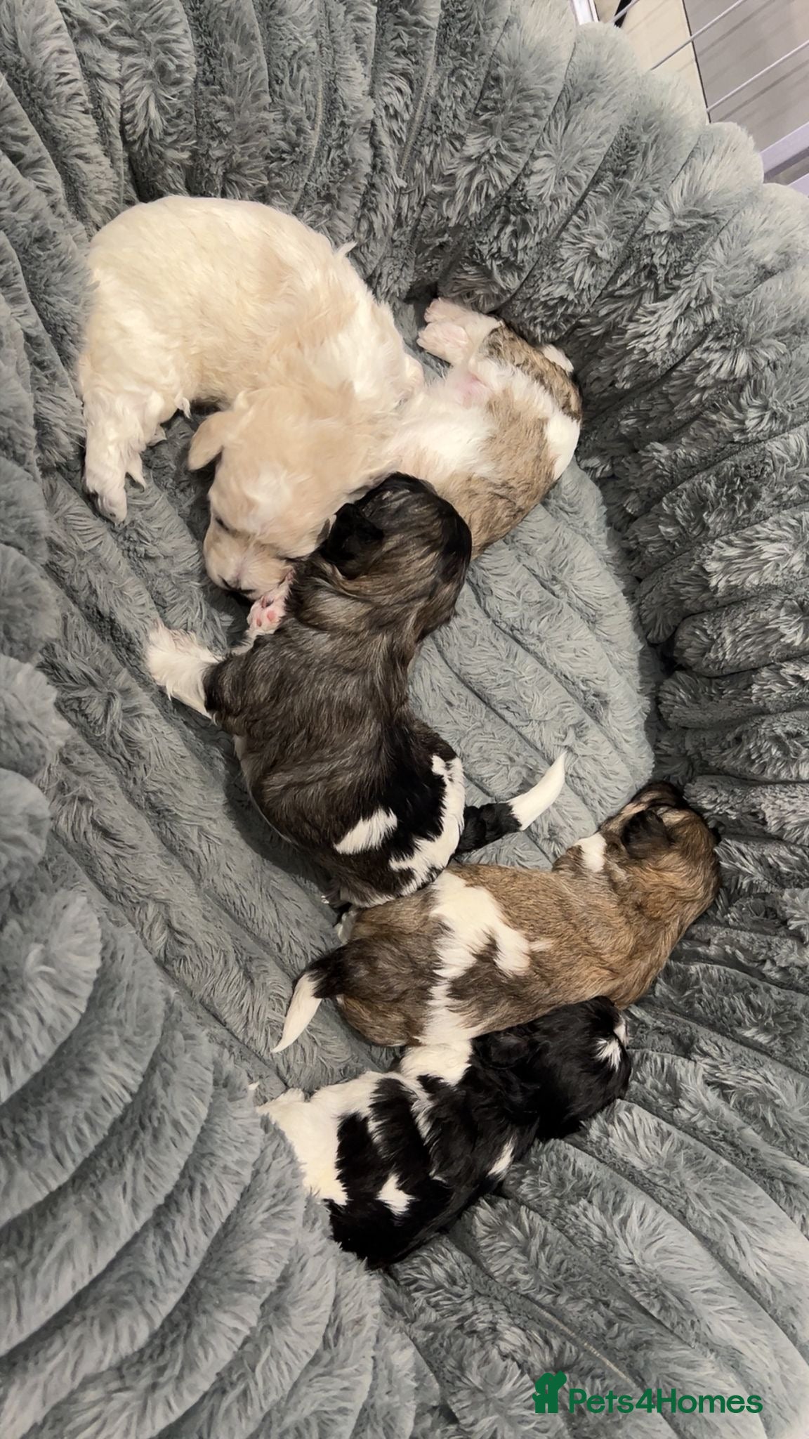 Bichon Frise dogs Puppies bichon frise - Advert 5