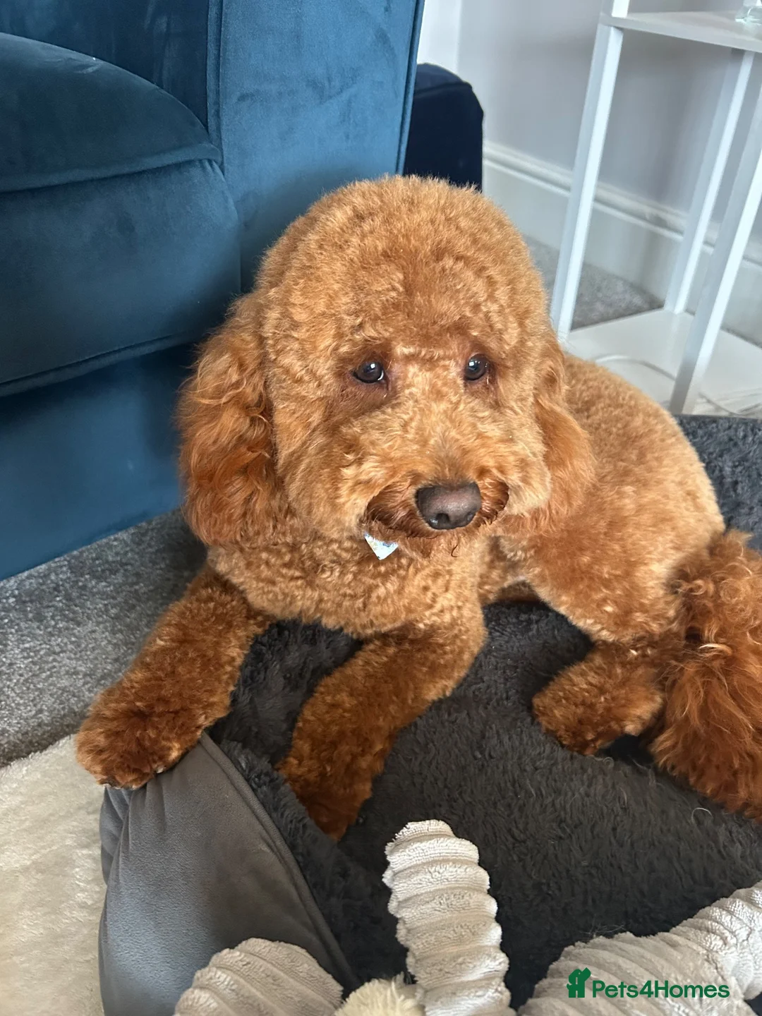 Cockapoo dogs for stud: F2 Apricot Cockapoo – Stud Available  - Advert 4