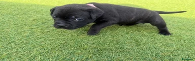 Staffordshire Bull Terrier 7