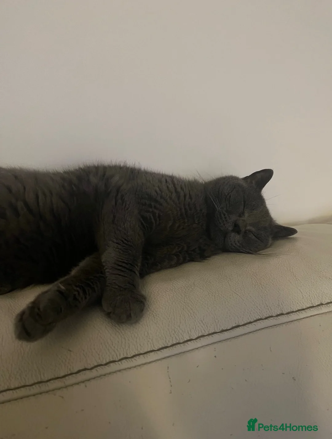 British Shorthair cats for sale: British shorthair Cat  - Advert 2