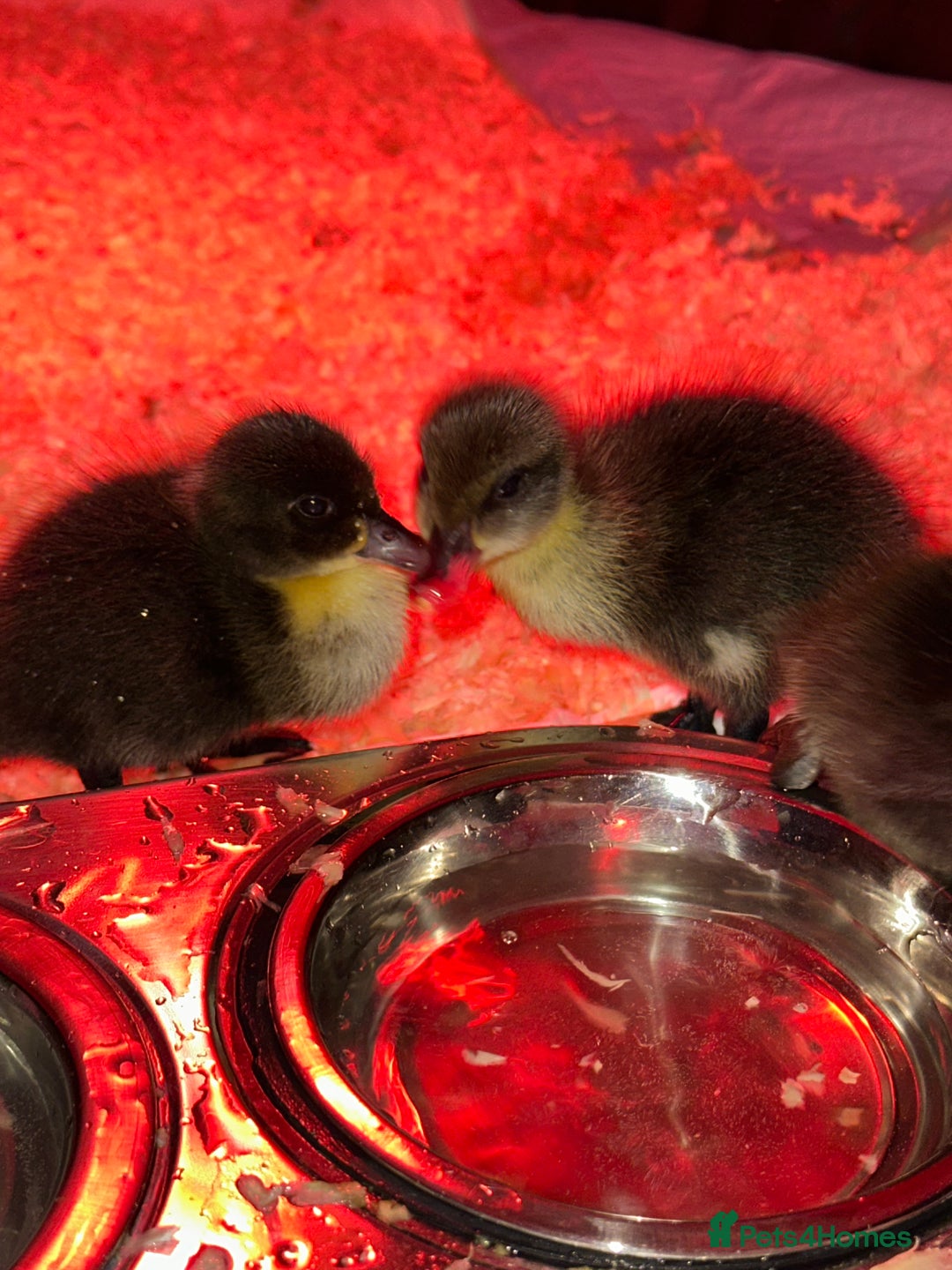 Ducks poultry for sale: Ducks for sale  - Advert 5