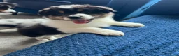 Australian Shepherd dogs for sale: Australian Shepherd puppies - Merles /Tris - Advert 7