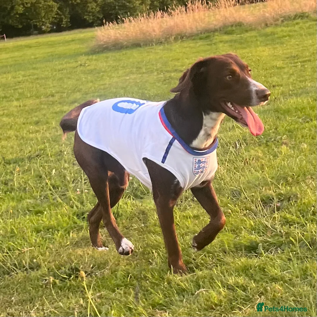 Mixed Breed dogs for sale: MEET SOCKS - Advert 3