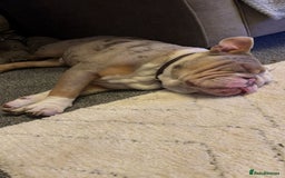 Mixed Breed dogs for sale: Bested boy that ever was Rare Pink Minibull boy  - Image 13