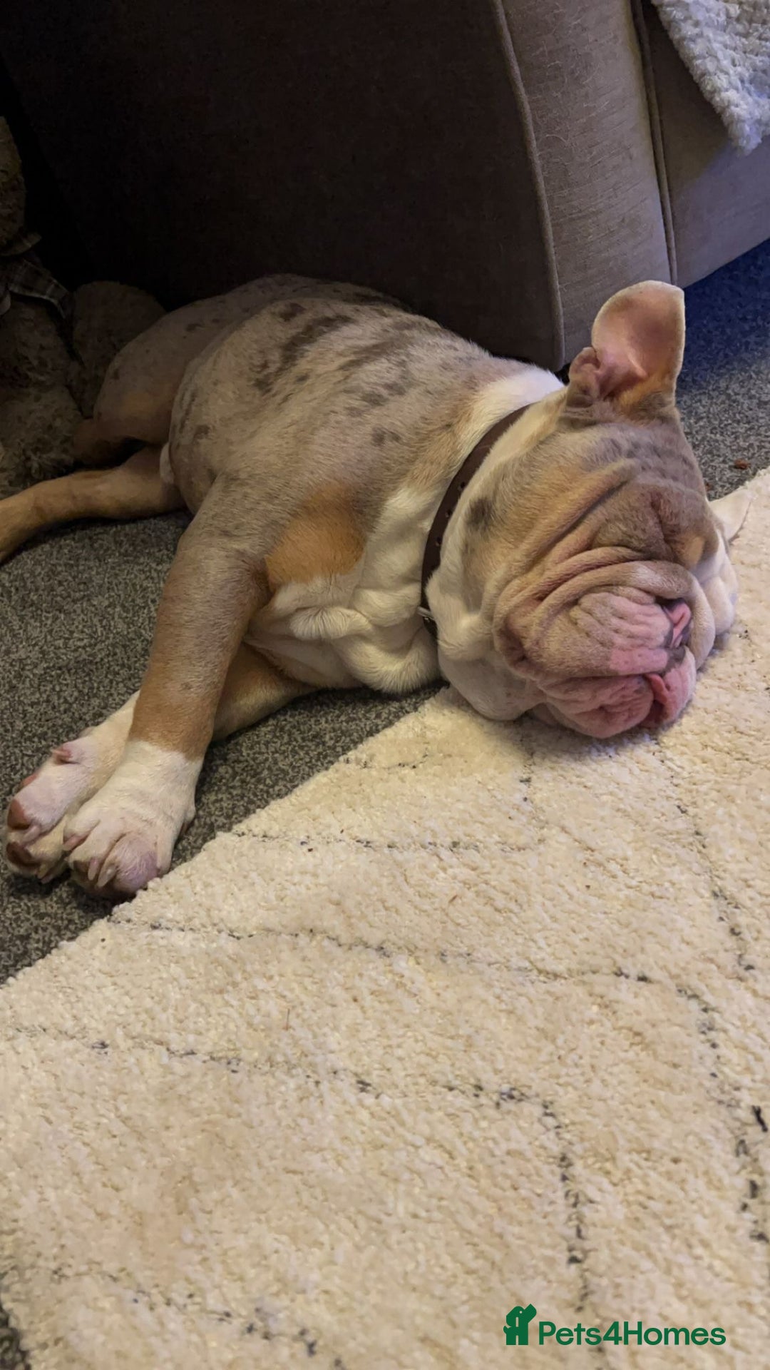 Mixed Breed dogs for sale: Bested boy that ever was Rare Pink Minibull boy  - Image 13