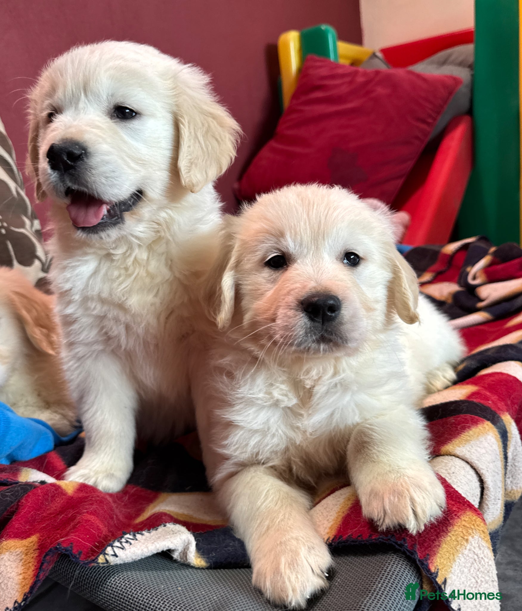 Golden Retriever dogs Seriously chunky & Fluffy babies - Advert 1