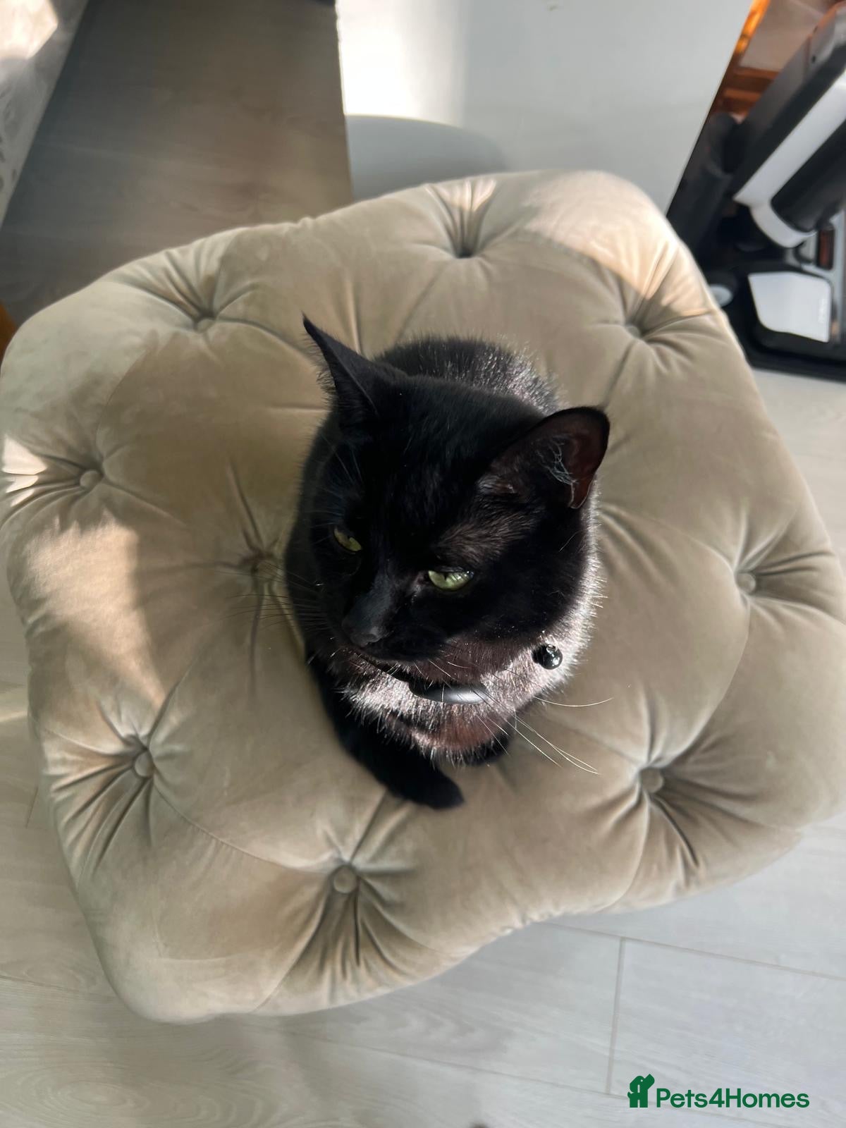 Domestic Shorthair cats Muffin  - Advert 10