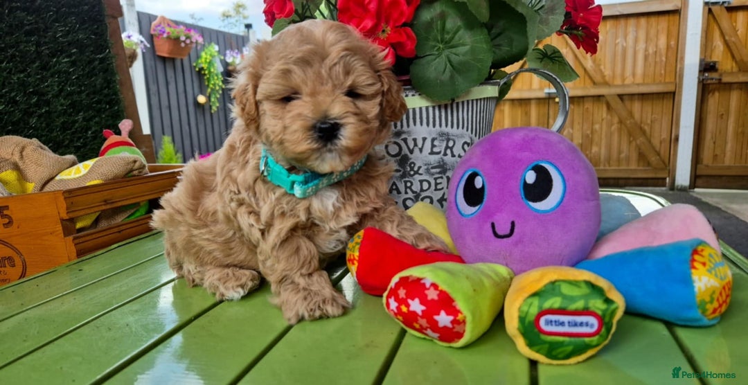 Maltipoo dogs for sale: Small Maltipoo boys ❤️❤️❤️ READY NOW 🫶 - Image 17