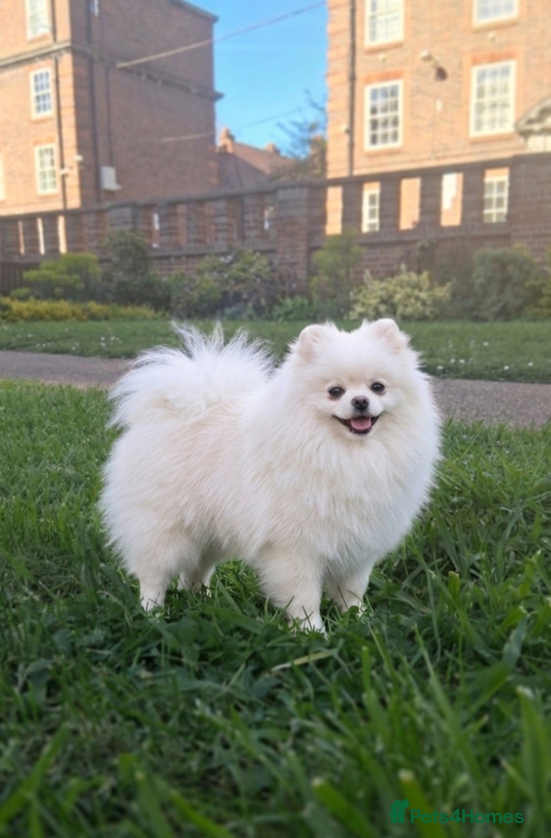 Pomeranian dogs 2,5 kg Teddy Bear face pomeranian  - Advert 18