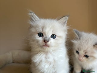 Ragdoll cats - Advert 19