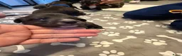 Mixed Breed dogs for sale: Staffordshire bull terrier x Lurcher puppies in Rugby - Advert 5