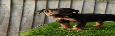 Pink Female - Black & Tan