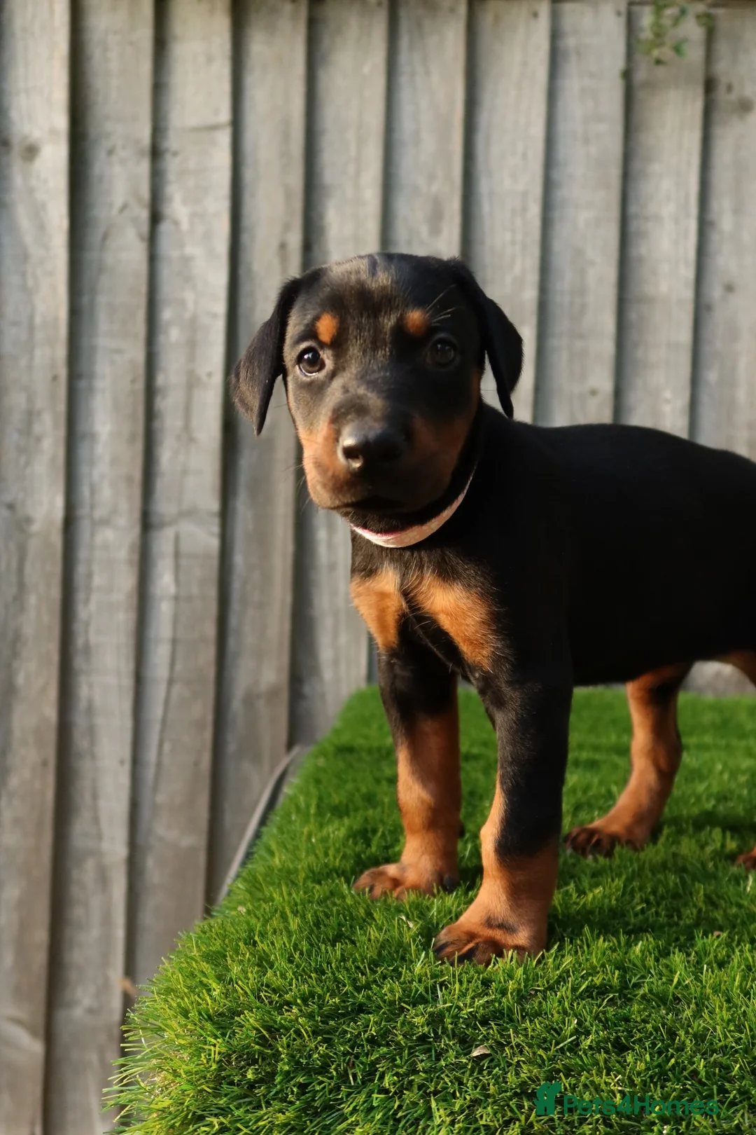 Dobermann dogs for sale: Quality European Dobermann Puppies - 2 Remaining - Advert 34