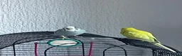 Budgerigars birds for sale: Budgies very loving and interactive  in Isleworth - Advert 2