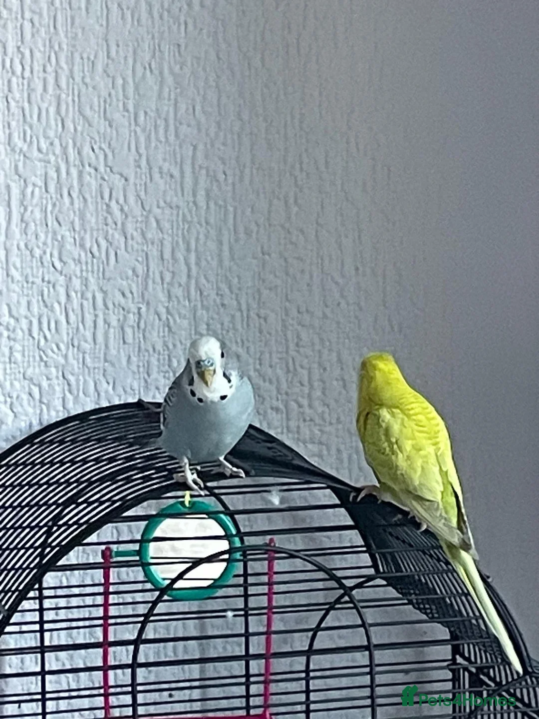 Budgerigars birds for sale: Budgies very loving and interactive  in Isleworth - Advert 2